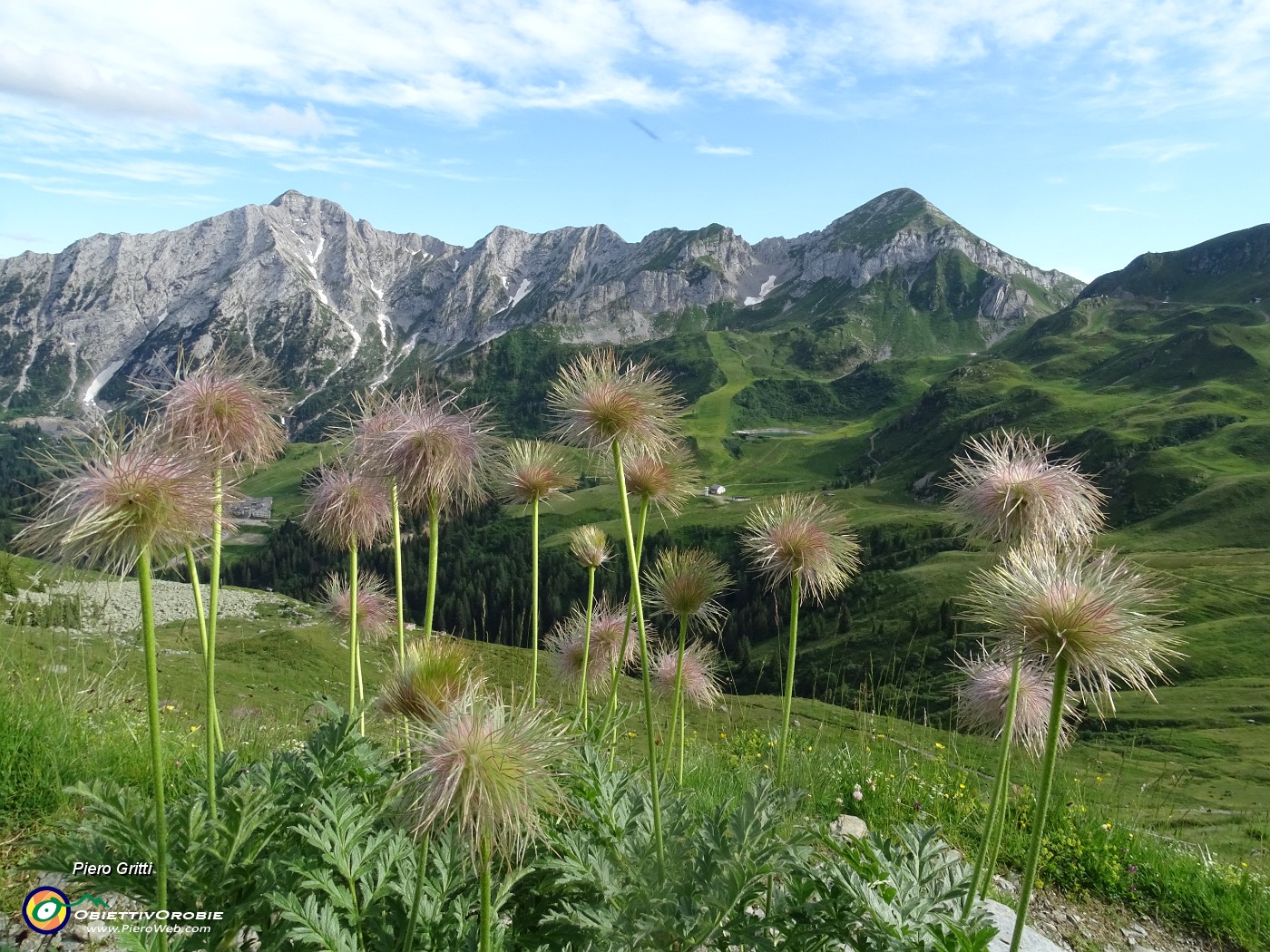 83  Pulsatilla alpina sulfurea (Pulsatilla sulphurea) per Cavallo-Pegherolo-Secco.JPG